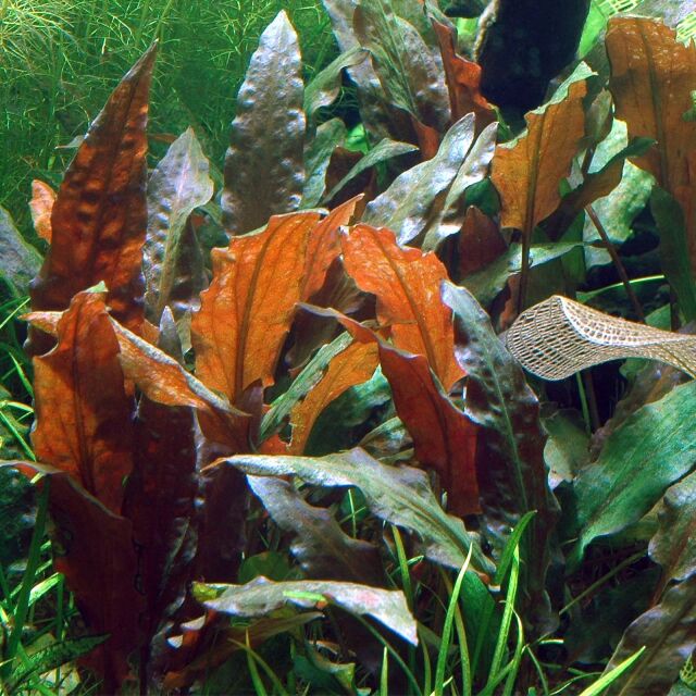 Cryptocoryne wendtii 'Mi Oya'