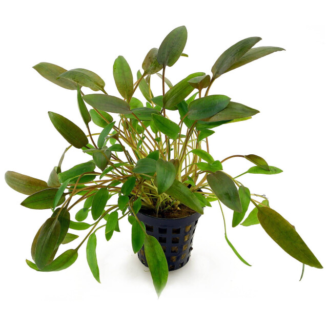 Cryptocoryne wendtii "brown"