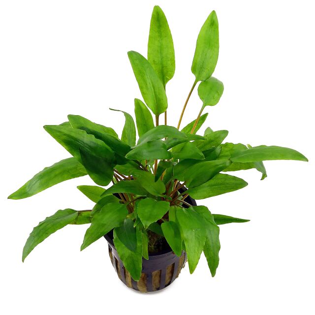 Cryptocoryne wendtii &quot;Green&quot;