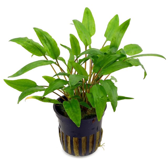 Cryptocoryne wendtii &quot;Green&quot; - Pot