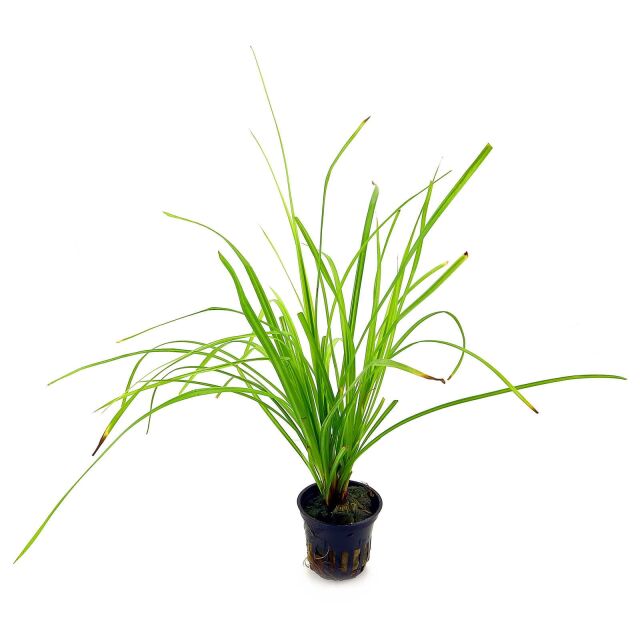 Cyperus helferi - pot