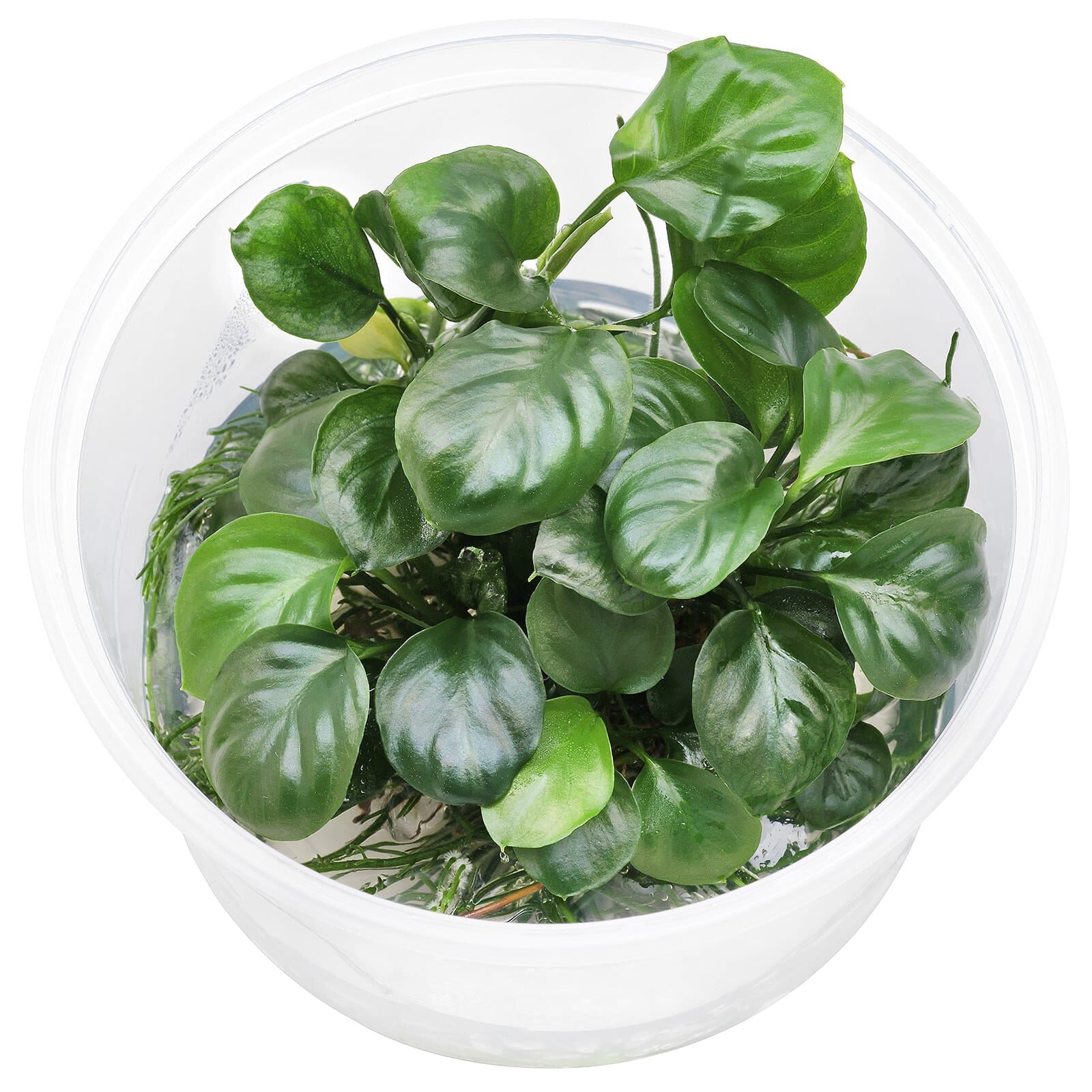 Anubias barteri var. nana 'Round Leaf' ('Coin')