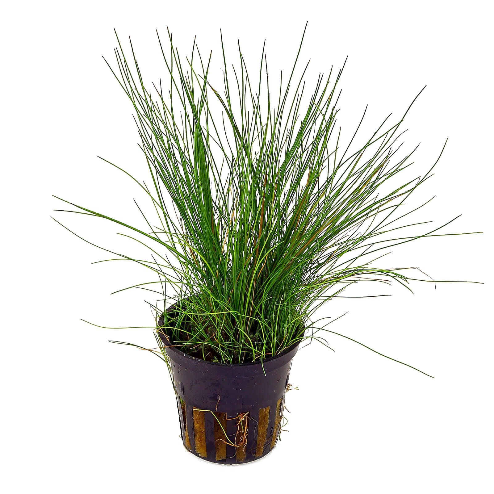 Eleocharis acicularis