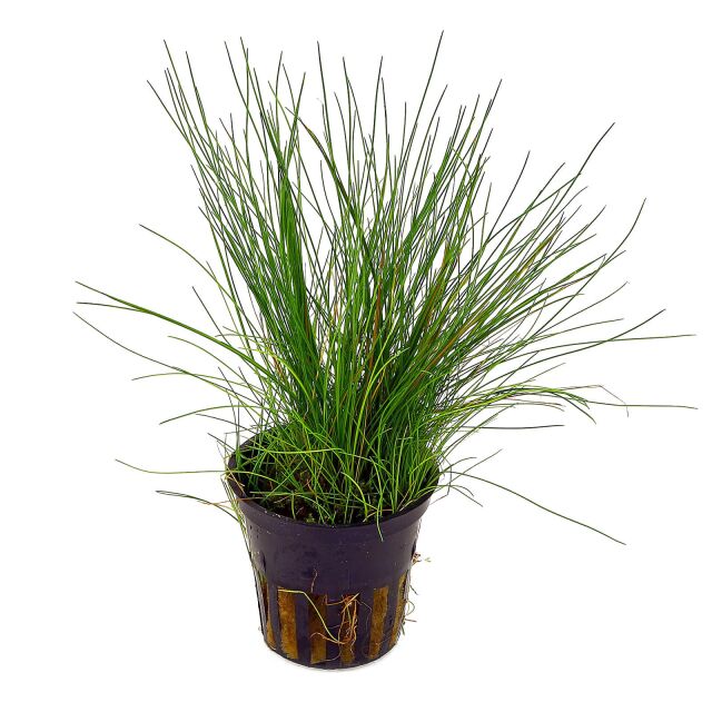 <b>Eleocharis acicularis</b><br />Hairgrass