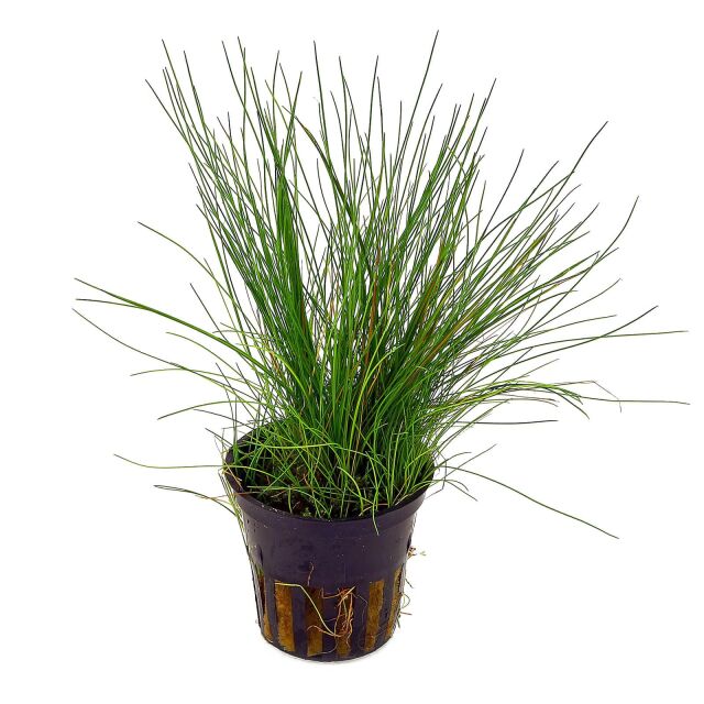 Eleocharis acicularis - pot