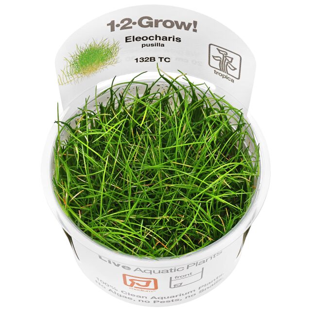 <b>Eleocharis sp. 'Mini'</b><br />Mini hairgrass