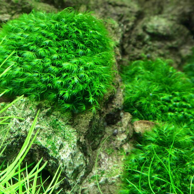 Fissidens fontanus &quot;Phoenix Moss&quot;