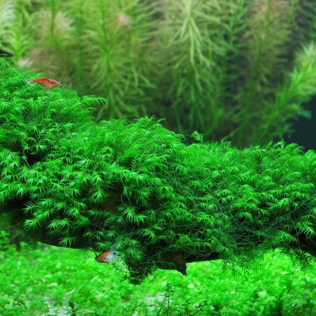 Fissidens fontanus &quot;Phoenix Moss&quot;