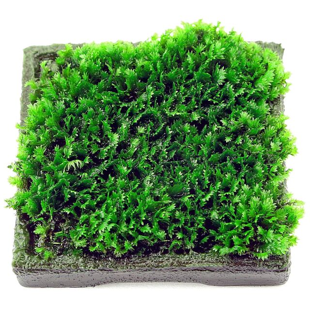 Fissidens sp. "Mallorca"