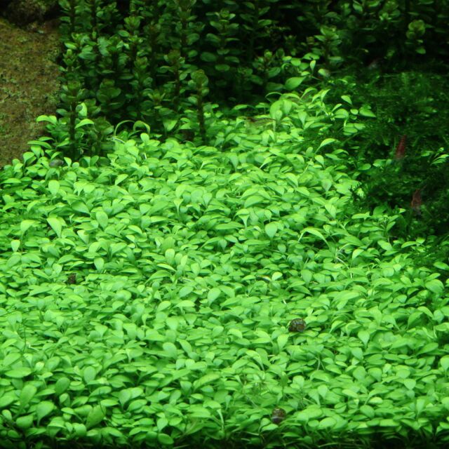 Glossostigma elatinoides - Tropica Aquarium Plants