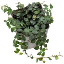 Ficus pumila "Minuta"