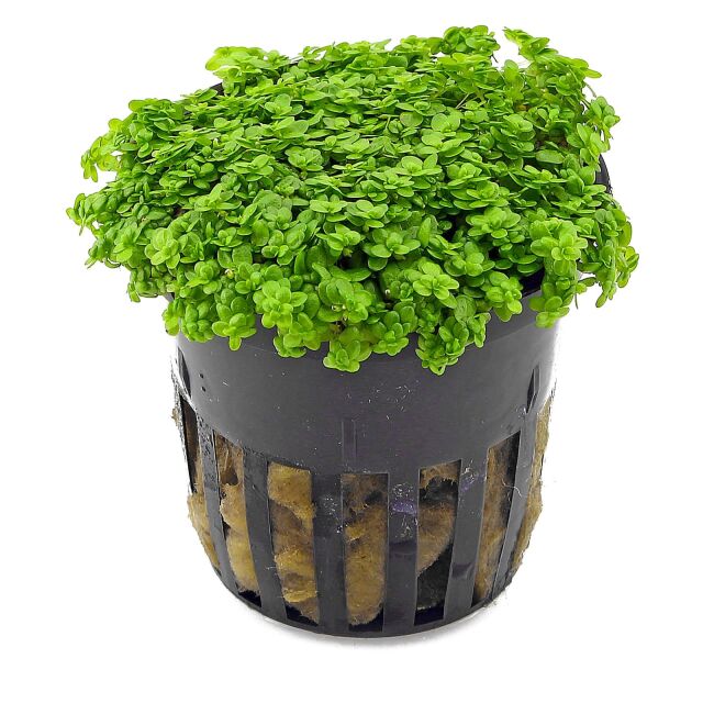 Hemianthus callitrichoides &quot;Cuba&quot; - pot