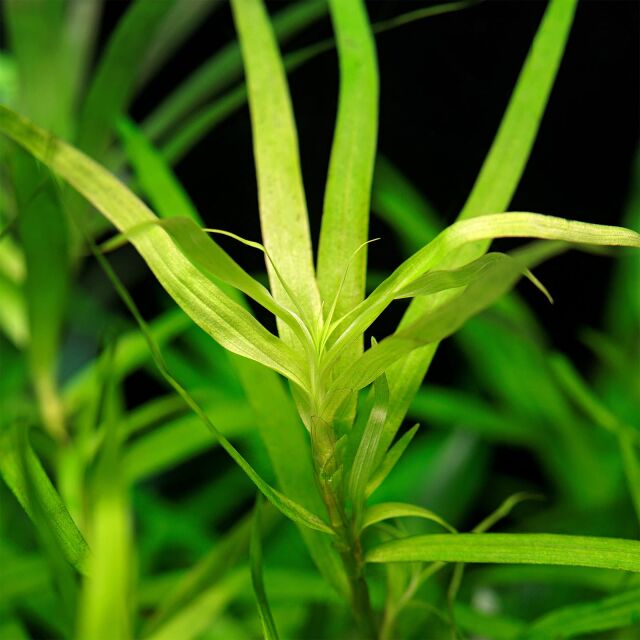 Heteranthera zosterifolia