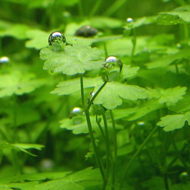 Hydrocotyle tripartita