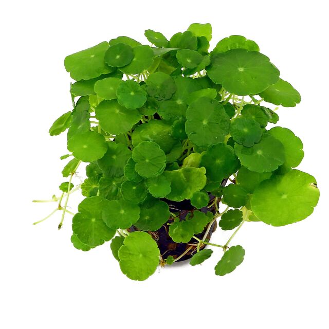 Hydrocotyle verticillata