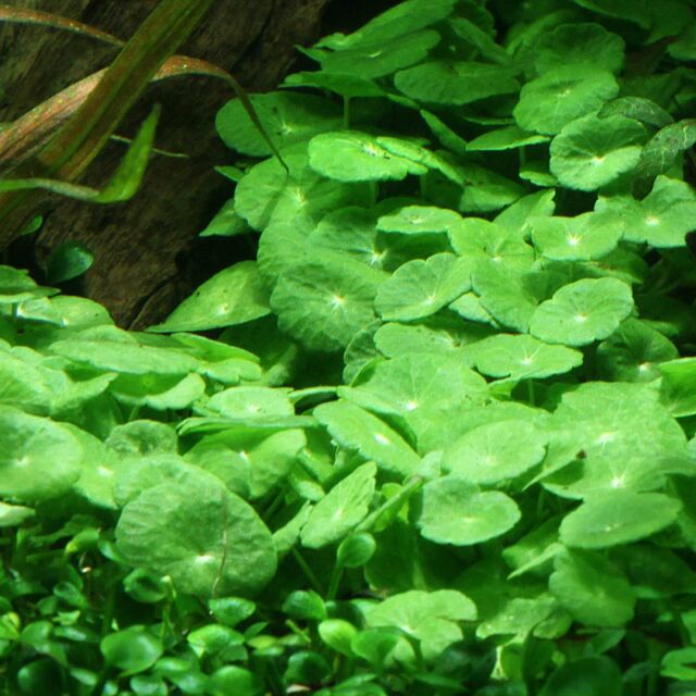 Hydrocotyle verticillata