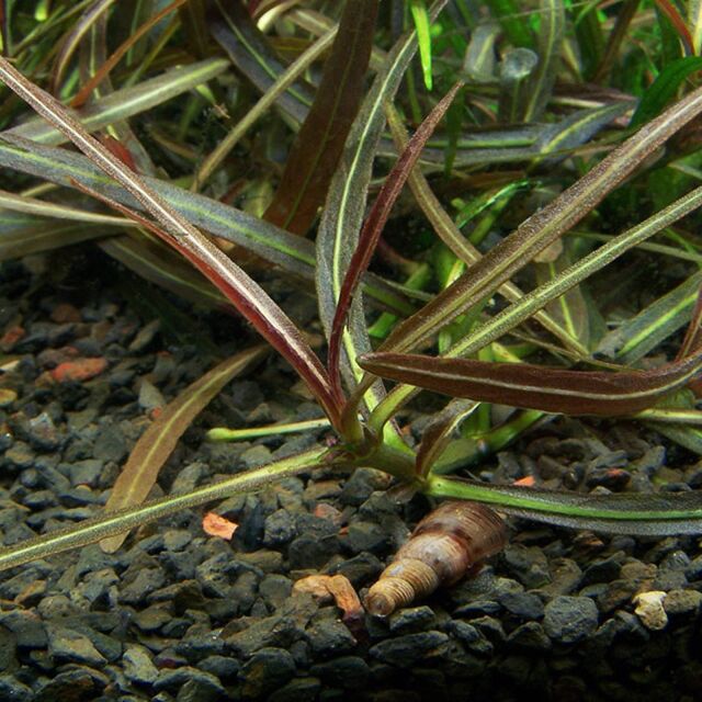 Hygrophila lancea &quot;Araguaia&quot;