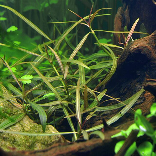 Hygrophila lancea "Araguaia"