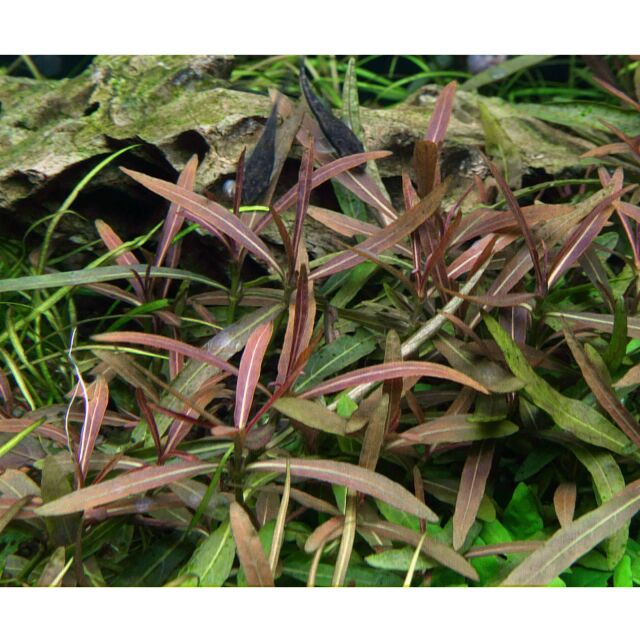 Hygrophila lancea &quot;Araguaia&quot;