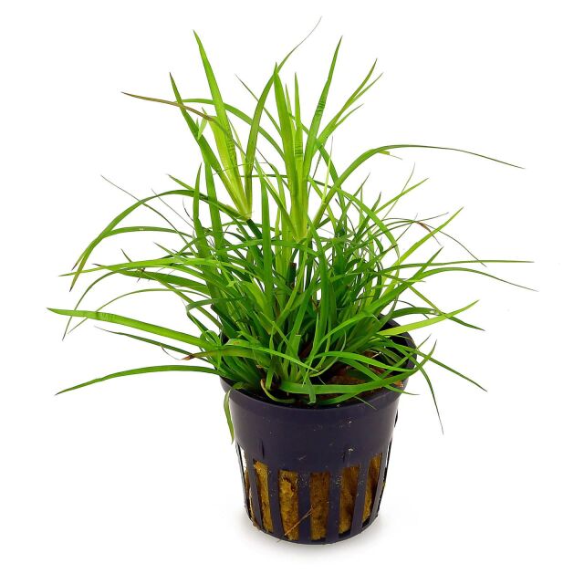 Juncus repens - pot