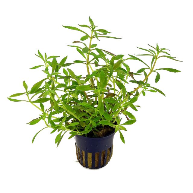 Limnophila hippuridoides - pot