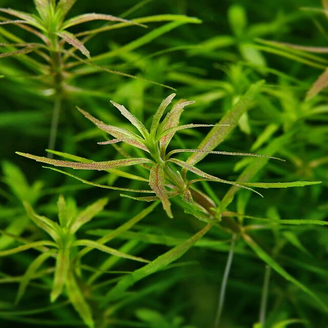 Limnophila sp. &quot;Vietnam&quot;