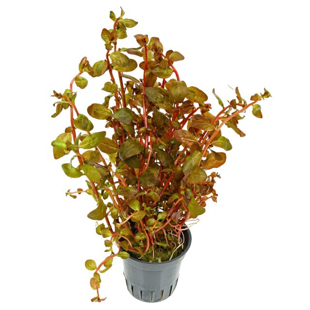 Ludwigia senegalensis ("Guinea")