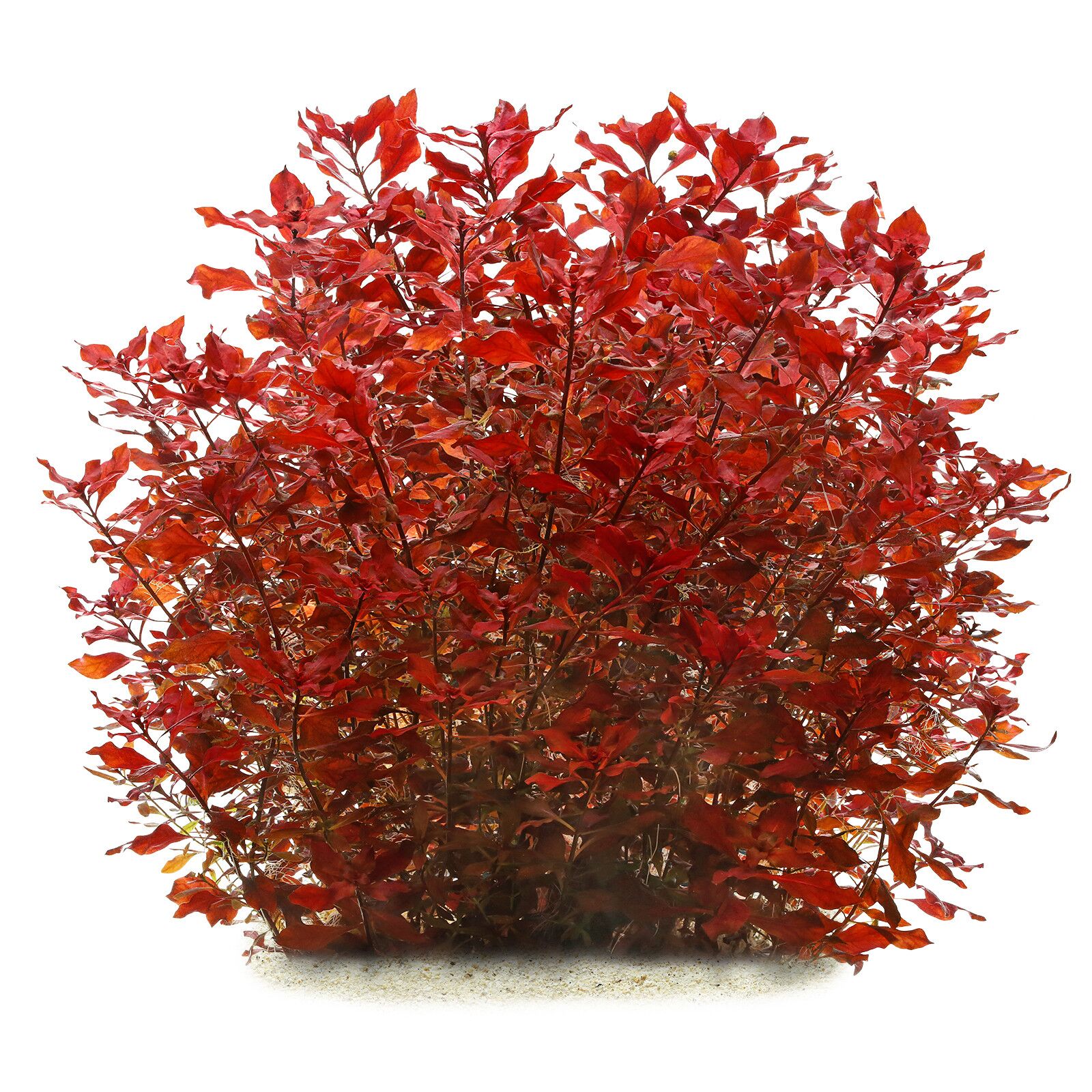 Ludwigia palustris &quot;Super Red&quot;