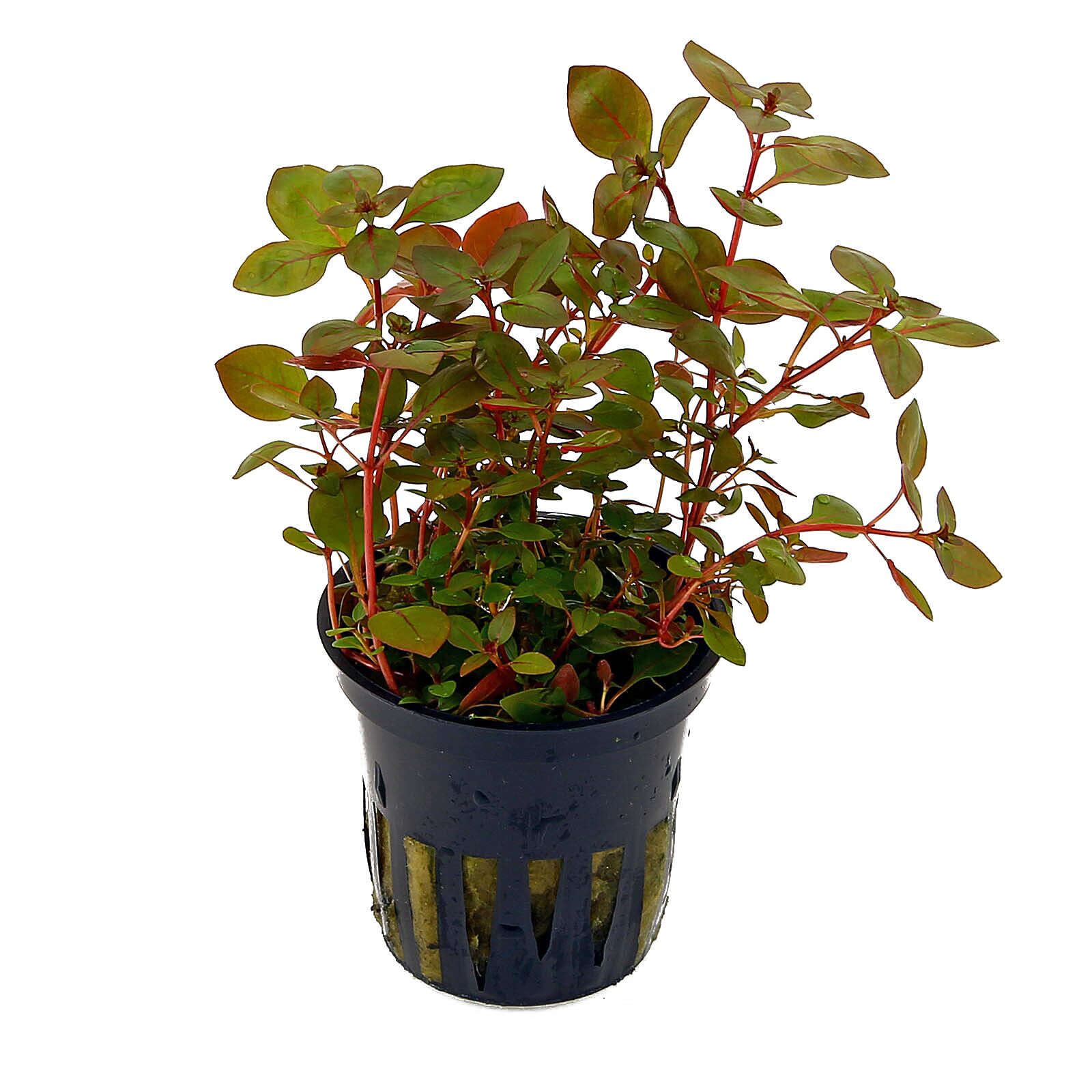 Skraldespand London Duke Ludwigia palustris "Super Red" - pot | Aquasabi - Aquascaping Shop
