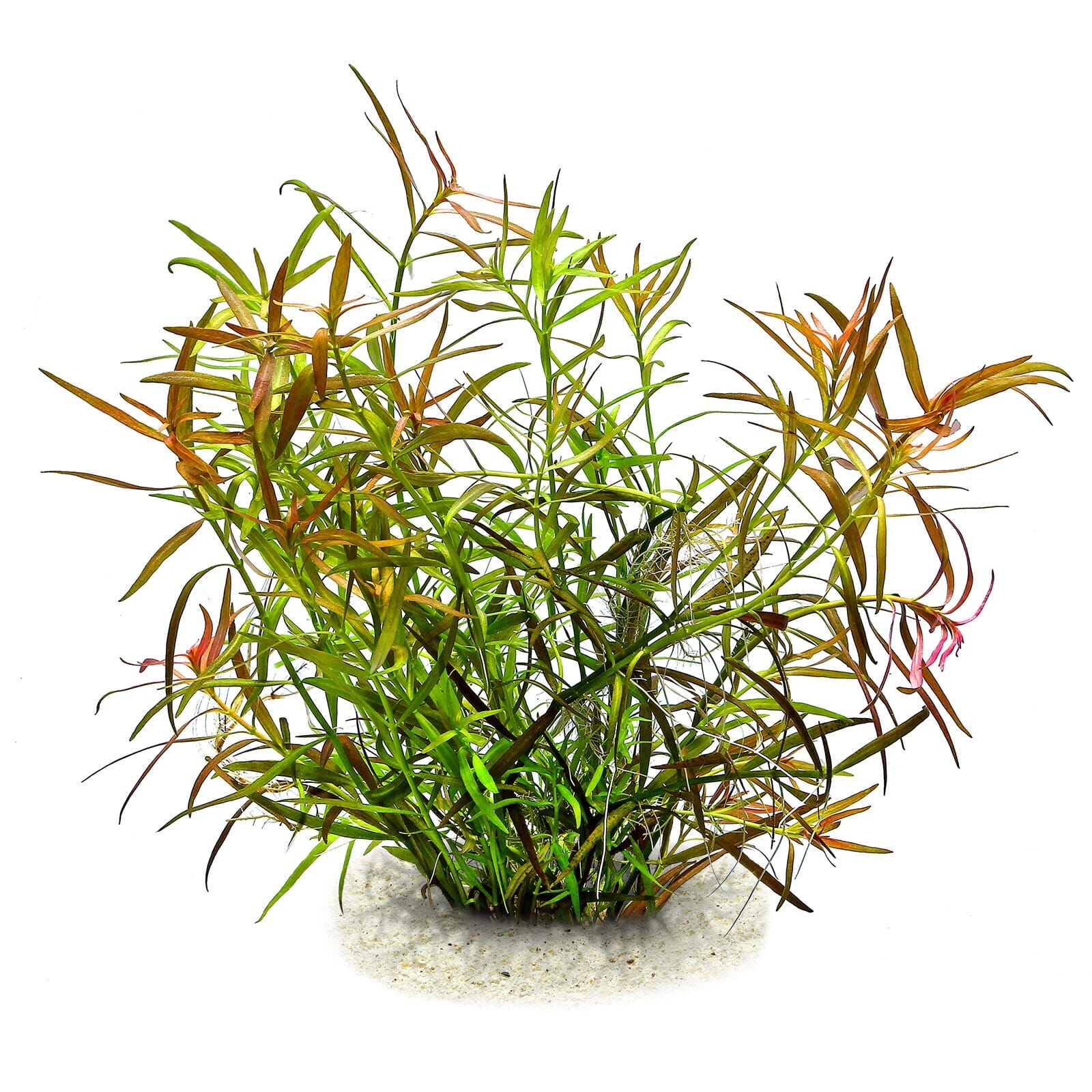 Ludwigia x lacustris