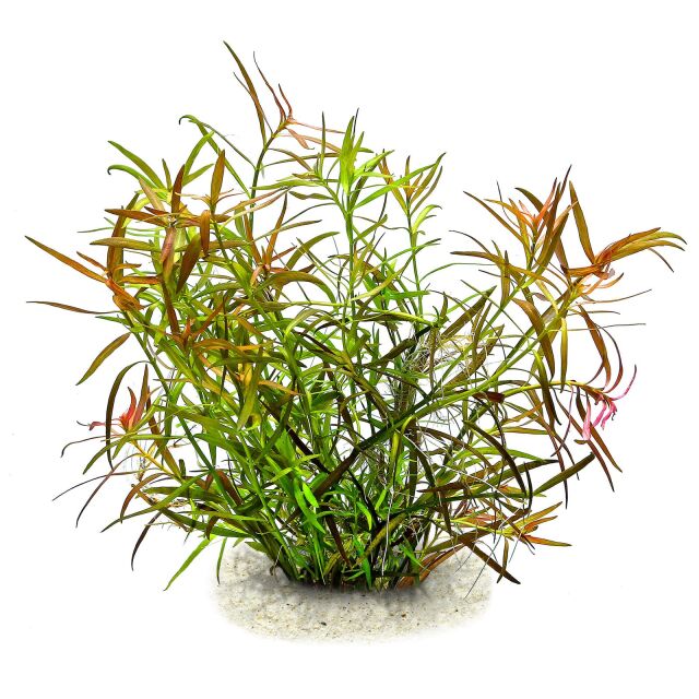 Ludwigia x lacustris