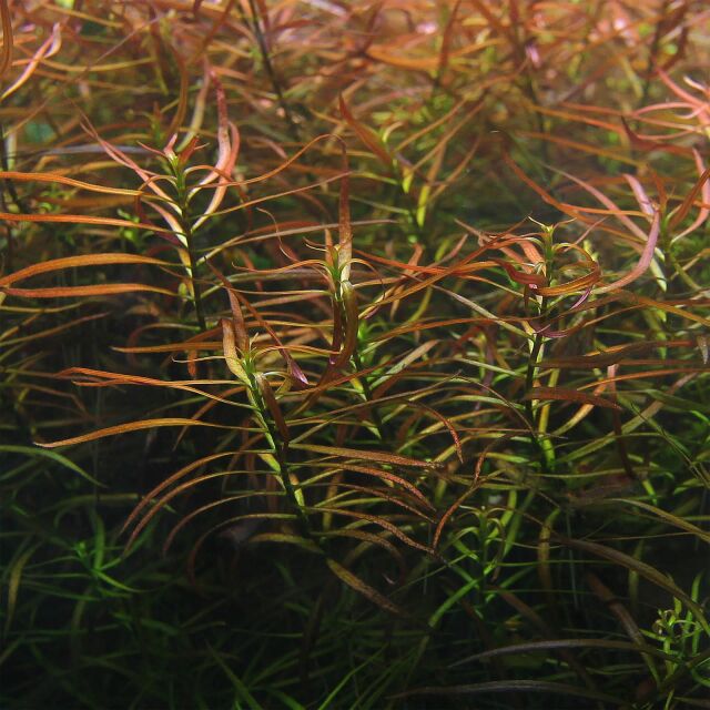 Ludwigia x lacustris