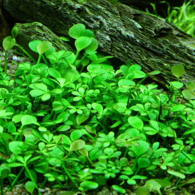 Vesicularia sp. Mini Christmas Moss - in Vitro