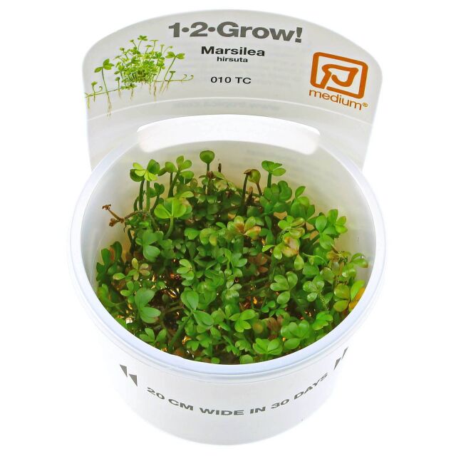 <b>Marsilea hirsuta</b><br />Rough waterclover