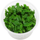 Ammannia multiflora - in Vitro