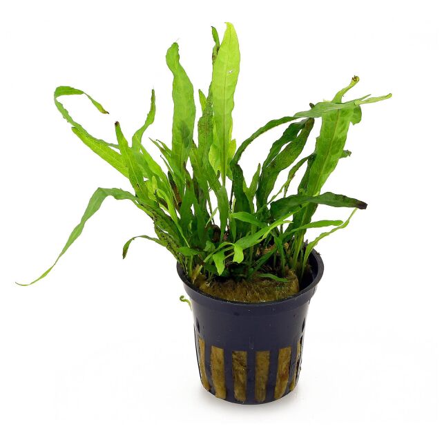 <b>Microsorum pteropus 'Narrow'</b><br />Narrow leaf Java fern