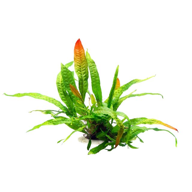 Microsorum pteropus 'Orange Narrow' | Aquasabi - Aquascaping Shop