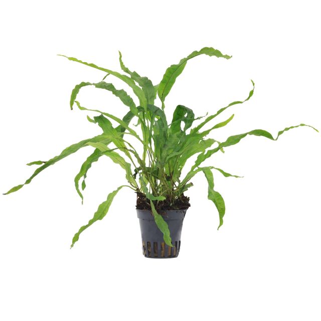 Microsorum pteropus 'Petit'