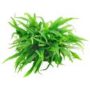 Microsorum pteropus Philippine