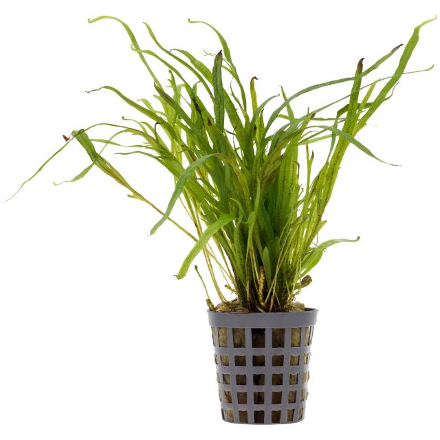 Microsorum pteropus 'Trident'