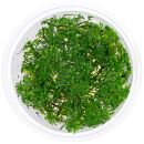 Myriophyllum mattogrossense - in Vitro