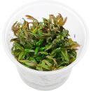 Limnophila hippuridoides - in Vitro