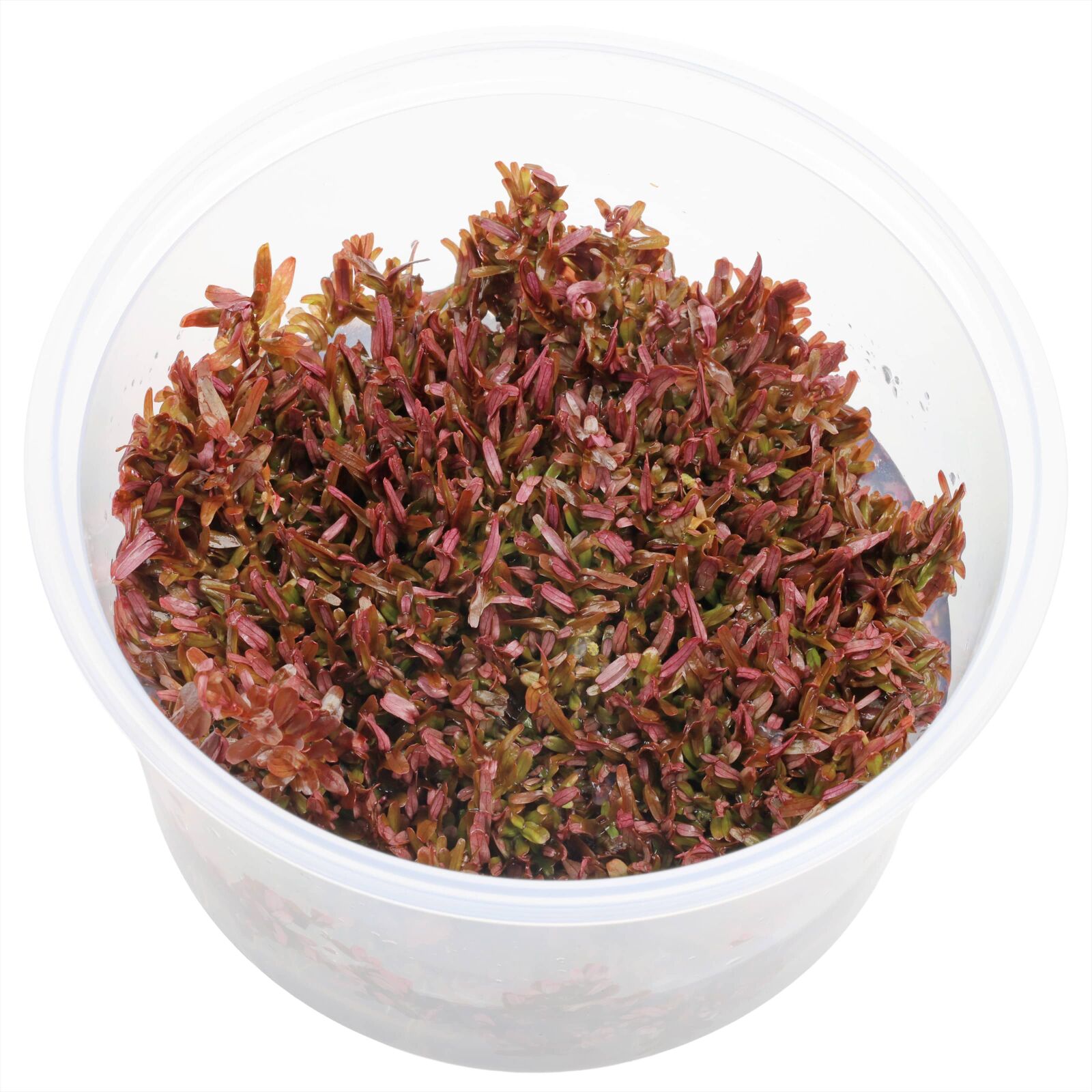 Rotala rotundifolia "Singapore Blood Red"