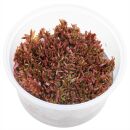 Rotala rotundifolia "Singapore Blood Red" in...