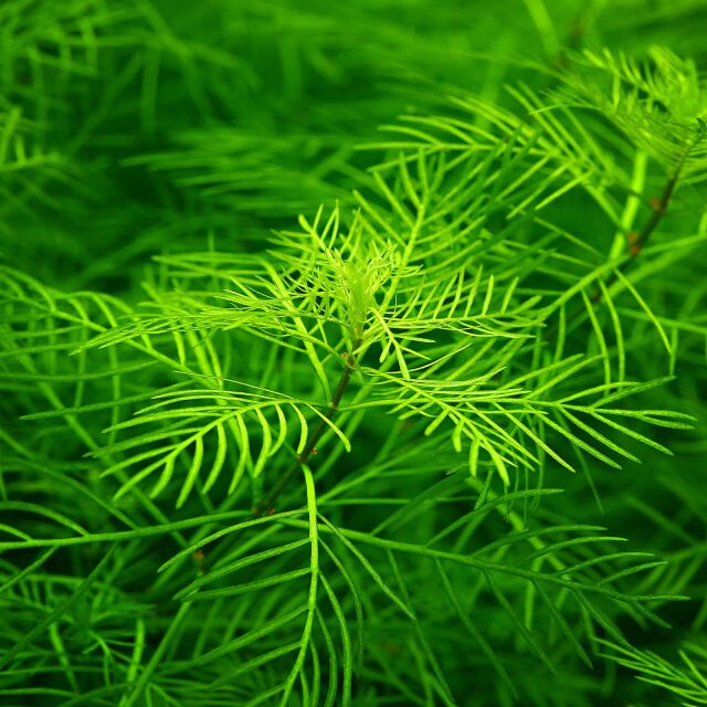 Myriophyllum mattogrossense