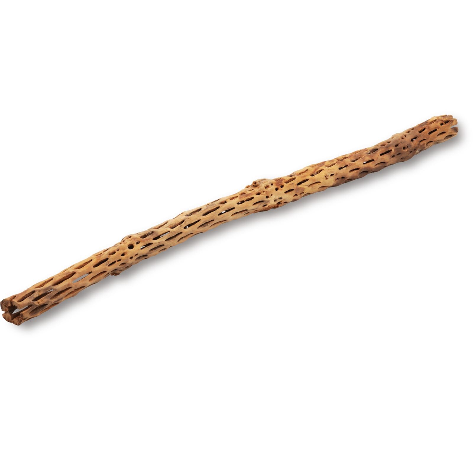 Cholla Wood light - 85-95 cm