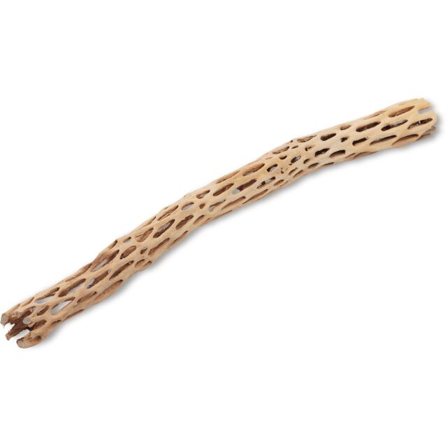 Cholla Wood light - 50 cm