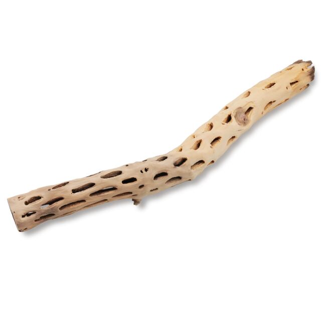 Cholla Wood light - 50 cm
