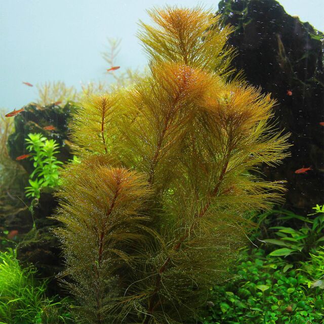 Myriophyllum sp. &quot;Roraima&quot;