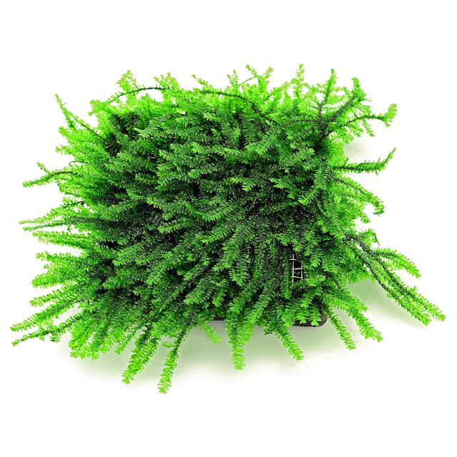 Pilotrichaceae sp. - &quot;Pilo moss&quot; - Pad - 5 x 5 cm